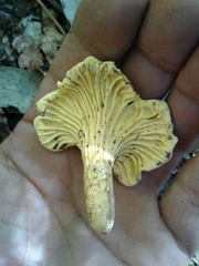 Cantharellus ferruginascens
