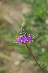 Dalea tenuis