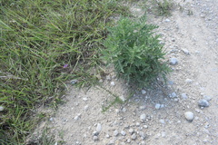 Dalea tenuis