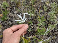 Potentilla pulcherrima