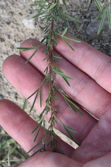 Dalea tenuis