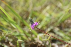 Dalea tenuis