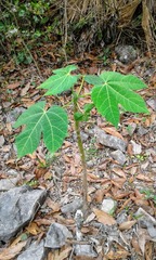 Cnidoscolus multilobus