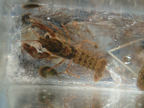 Faxonius limosus
