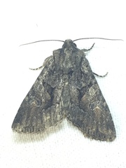 Dryobotodes tenebrosa