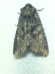Dryobotodes tenebrosa