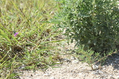 Dalea tenuis