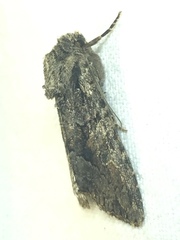 Dryobotodes tenebrosa