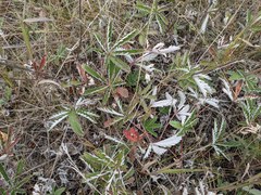 Potentilla pulcherrima