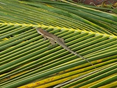 Aspidoscelis guttatus