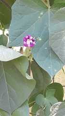 Ipomoea purpurea