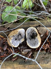 Scleroderma citrinum