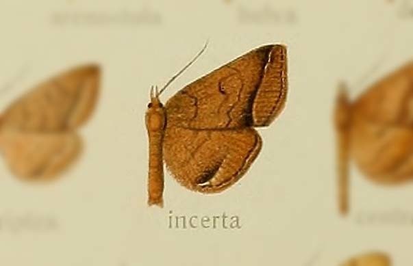 Polypogon incerta