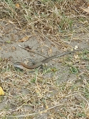 Aspidoscelis guttatus