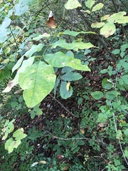 Fraxinus biltmoreana