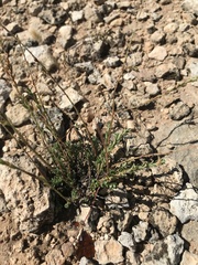 Phyllanthus polygonoides