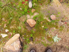 Polytrichum perigoniale