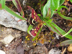 Pyrausta ostrinalis