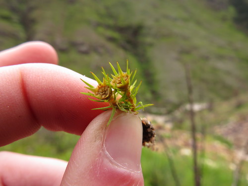 Image of Polytrichum perigoniale by (c) Jeremy Gilmore, some rights reserved (CC BY)