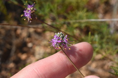 Dalea tenuis