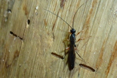 Odontocolon dentipes