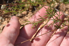 Dalea tenuis