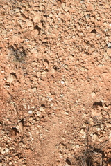 Dalea tenuis