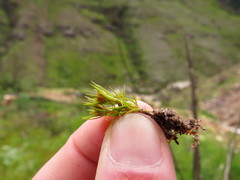 Polytrichum perigoniale
