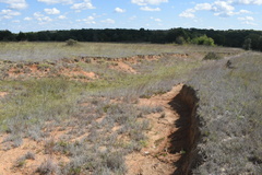 Dalea tenuis