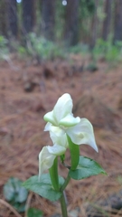 Disperis lindleyana