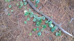 Disperis lindleyana