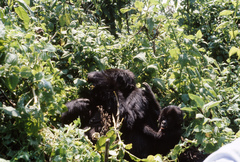 Gorilla beringei beringei
