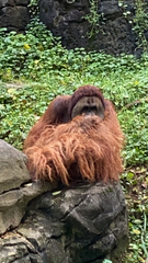 Pongo