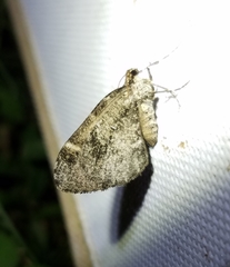 Stamnodes gibbicostata