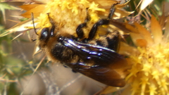 Xylocopa iris