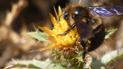 Xylocopa iris