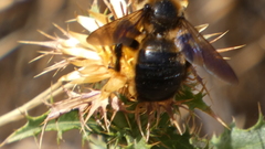 Xylocopa iris