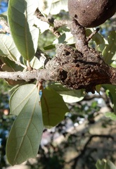 Callirhytis quercusbatatoides