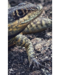 Tropidurus torquatus