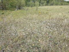 Potentilla pulcherrima