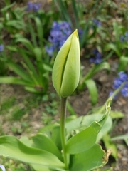 Tulipa