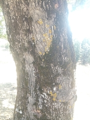Quercus canariensis