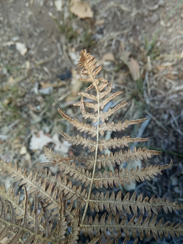 Pteridium aquilinum image