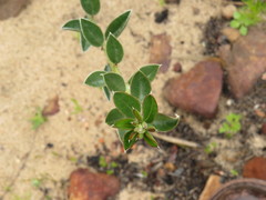 Podalyria biflora