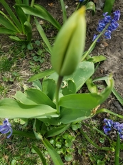 Tulipa