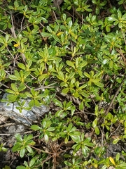 Rhododendron
