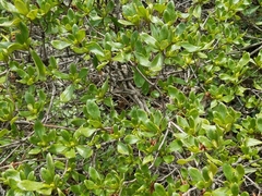 Rhododendron