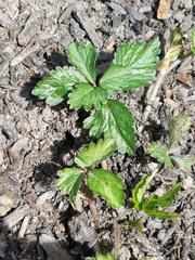 Potentilla indica