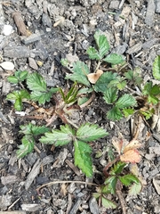 Potentilla indica
