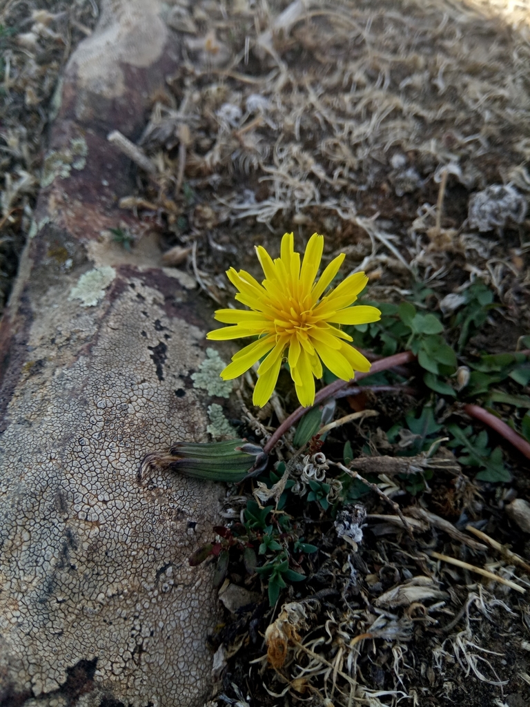 Taraxacum inaequilobum